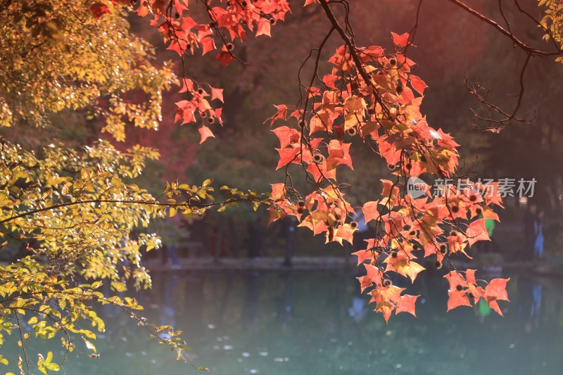 秋叶 红叶 枫叶 湖水 逆光