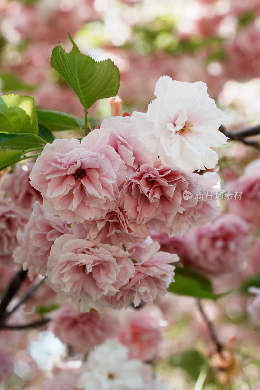 北京朝阳公园樱花