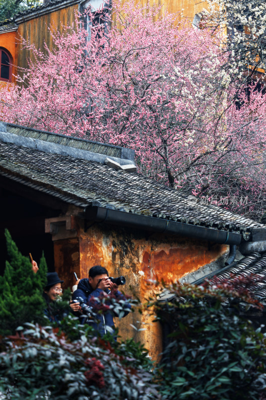 天台山国清寺千年隋梅盛开场景