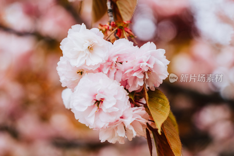 春天山樱花