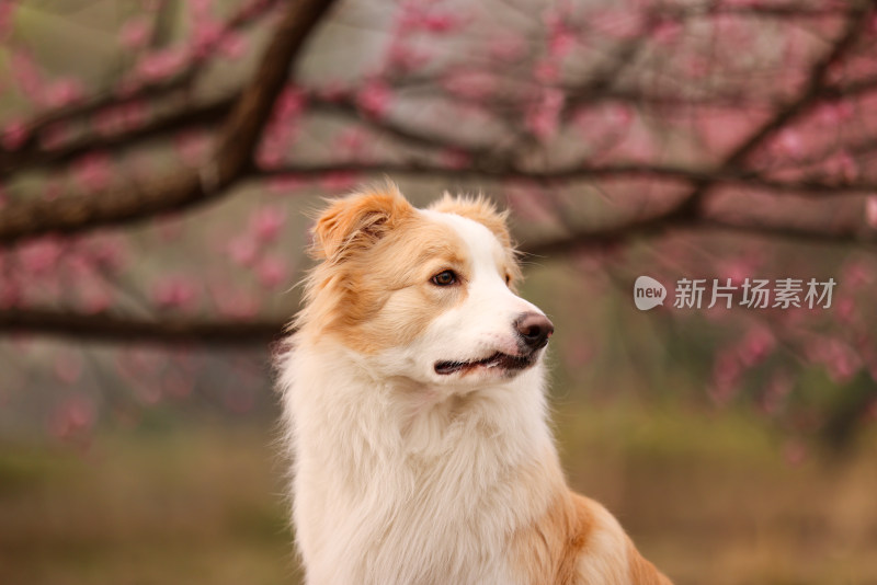 坐在梅花树下的边境牧羊犬