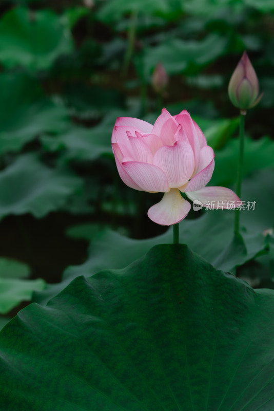 广西省桂林市阳朔 荷花