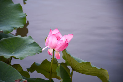 夏日的福州金山公园荷花