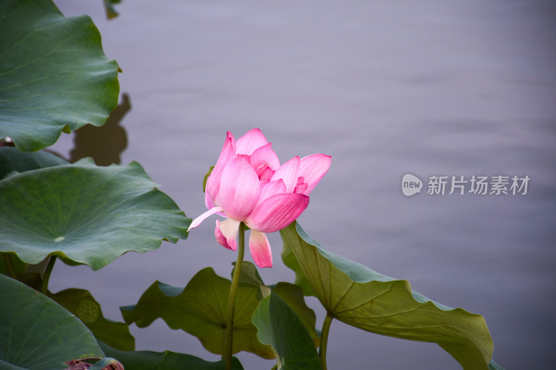 夏日的福州金山公园荷花