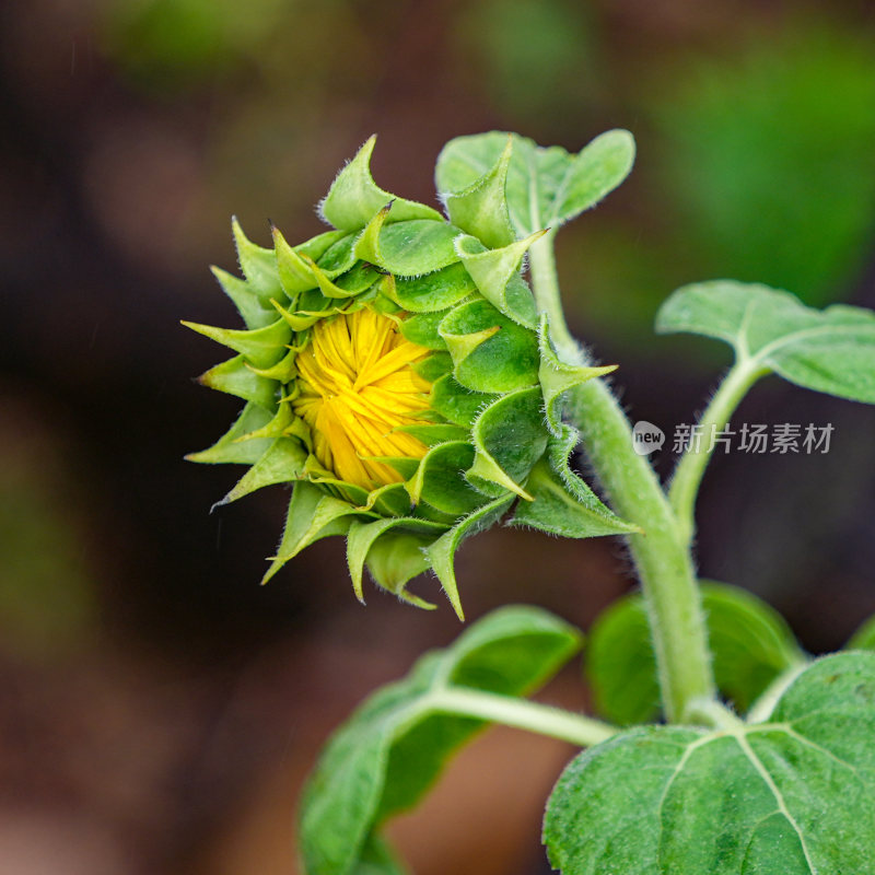 向日葵黄花向太阳