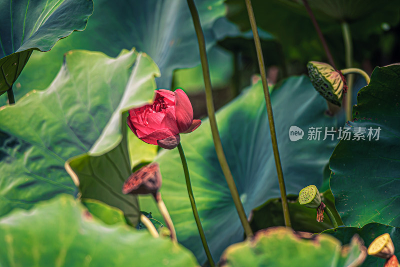 雨后荷花上的水珠