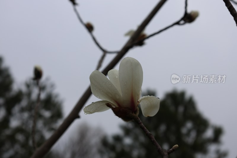 带水珠的白色玉兰花特写