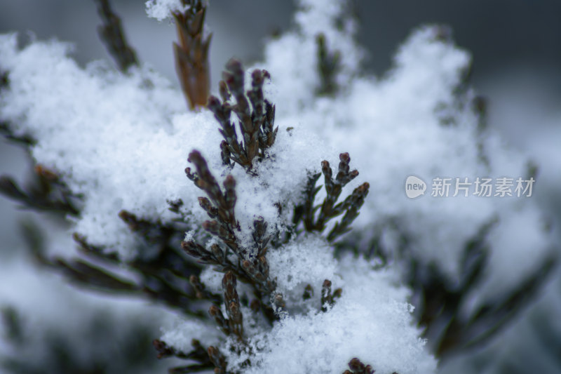 积雪覆盖的松树枝特写