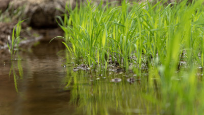 农场 水稻 种植 秧苗 培育秧苗