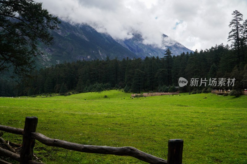 夏天云南玉龙雪山云杉坪自然风光