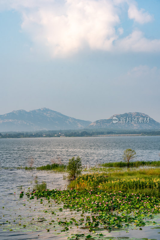 夏天的邹城孟子湖湿地湖泊自然景观