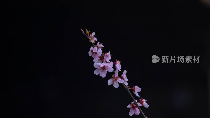 特写粉色桃花枝