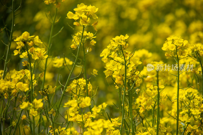 春天野外金灿灿的油菜花田金黄色花海