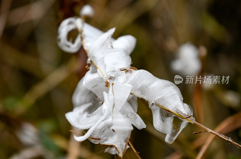 重庆酉阳：冻雨.冰花.鸟