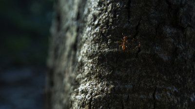 野外树干红蚂蚁