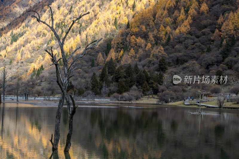 川西秋色，水中枯木