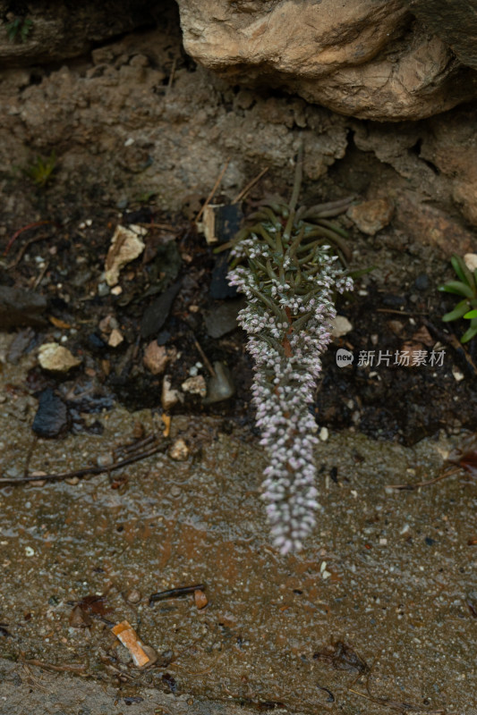 山野植物