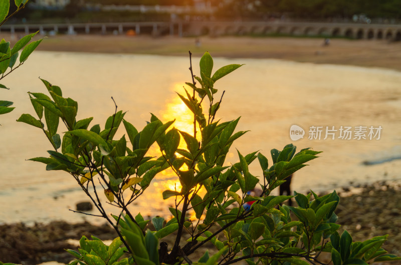 江边绿植与夕阳倒影景观