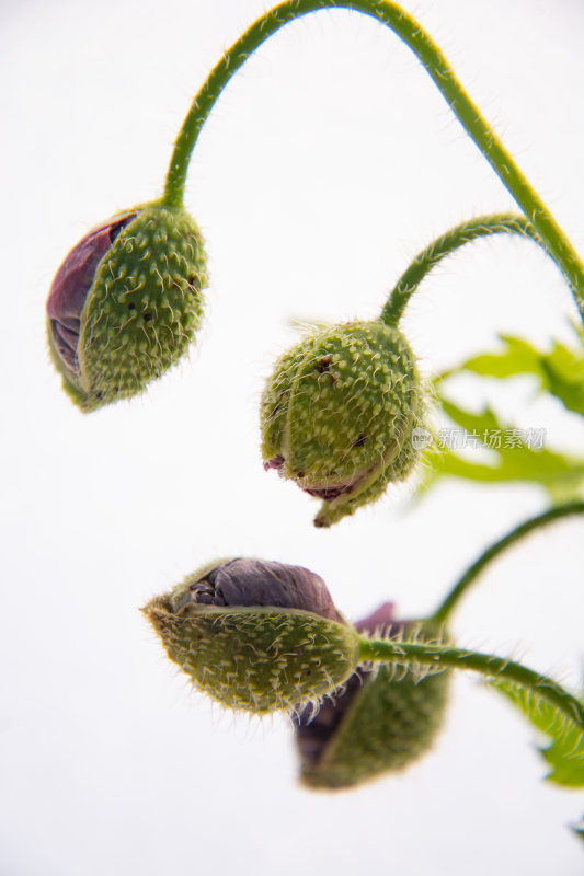 漂亮的花朵虞美人特写