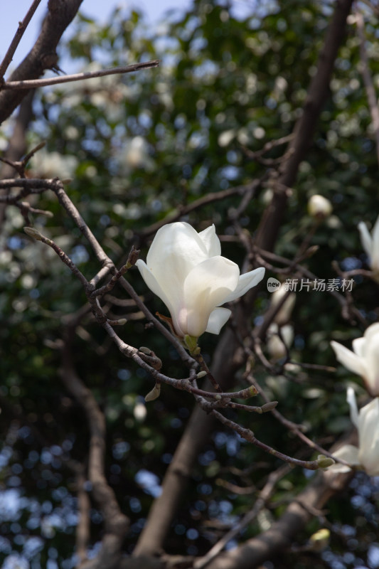 绽放的玉兰花枝特写