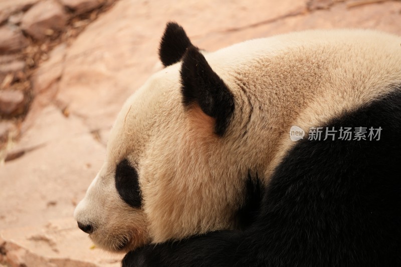 大熊猫户外活动和栖息的可爱模样