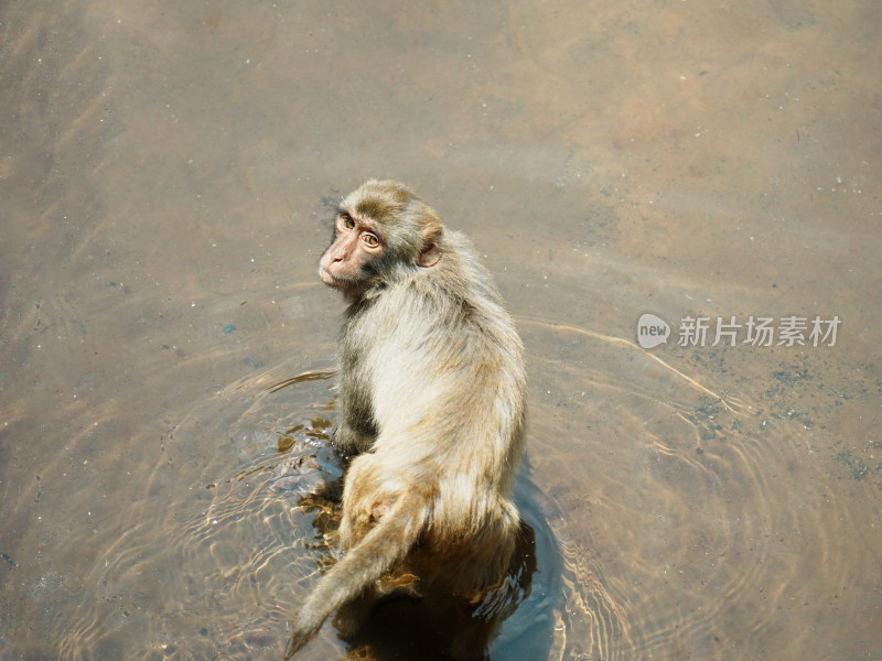 猴子戏水俯视图