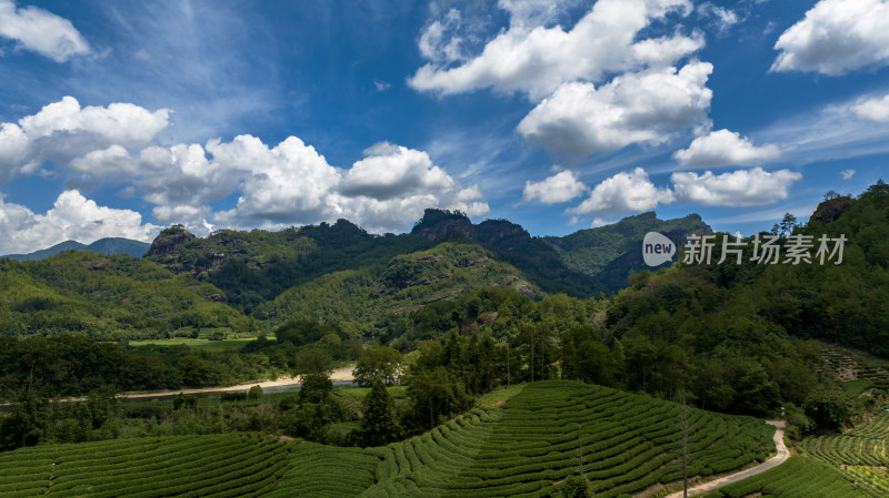 福建武夷山茶园高山