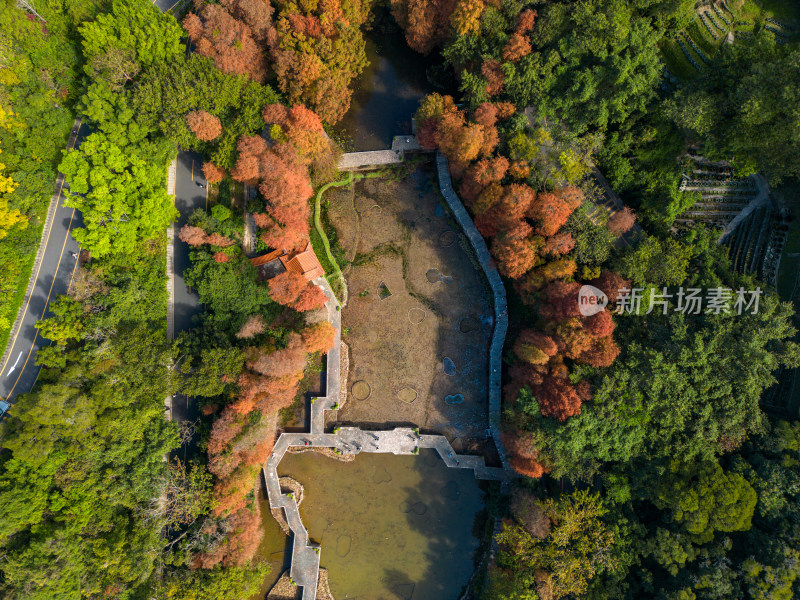 深圳仙湖植物园落羽杉