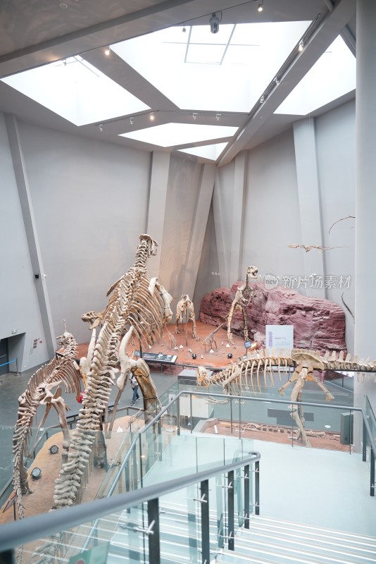 重庆自然博物馆恐龙化石博物馆