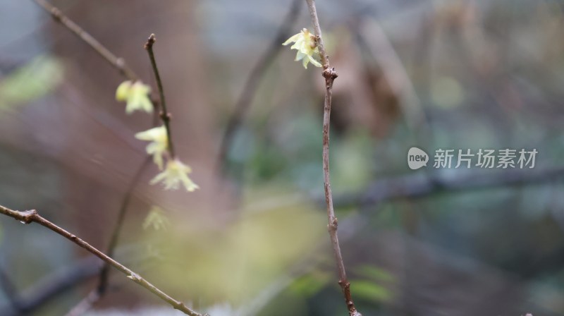 嫩黄花枝摇曳，春日生机盎然