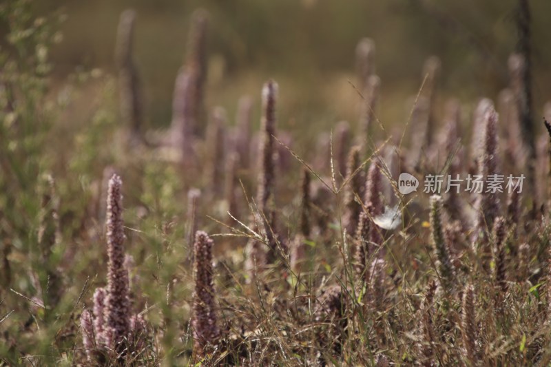 山东省威海市双岛湾西山村山坡上的瓦松开花