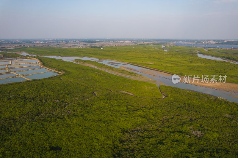 湛江高桥红树林保护区