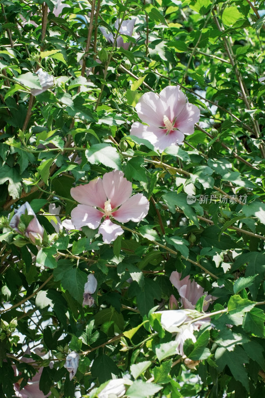 北京圆明园木槿花