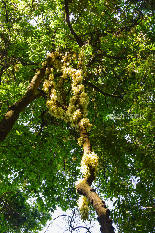 广州天鹿湖公园禾雀花