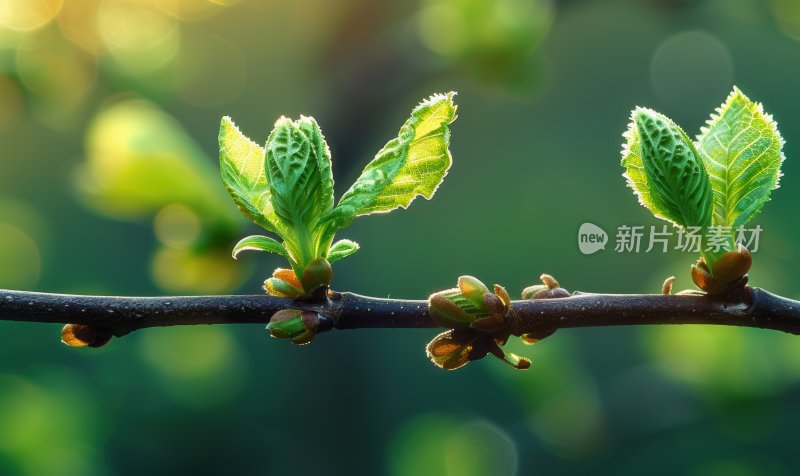 阳光植物发芽逆光树叶嫩芽自然背景