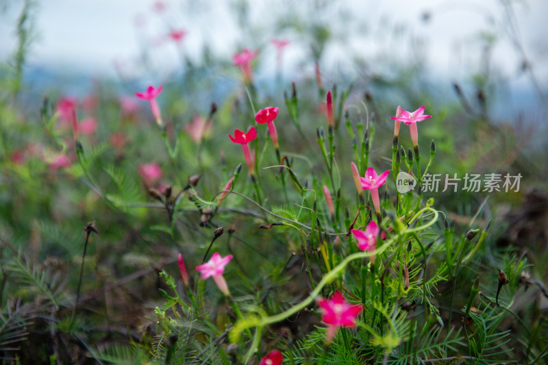 粉色花朵 缠绕植物 清晨