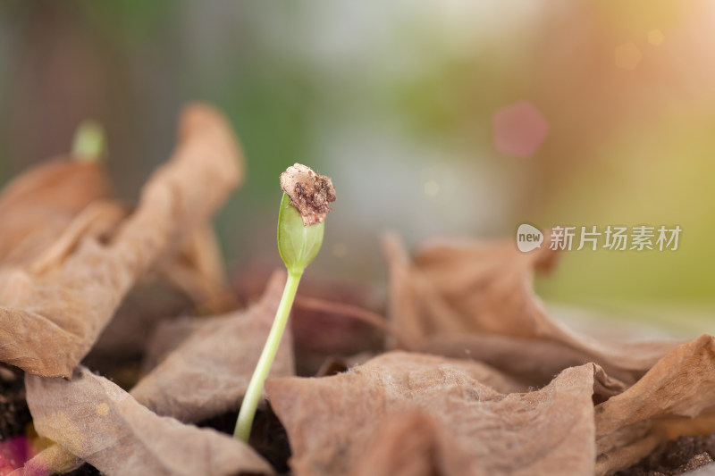 枯黄树叶中长出来春天的嫩芽