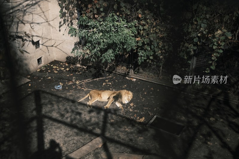 动物园内树叶后躺着休息的狮子