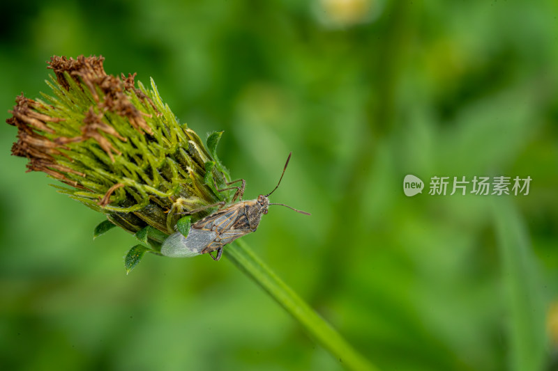 草丛中以花蜜为食的昆虫