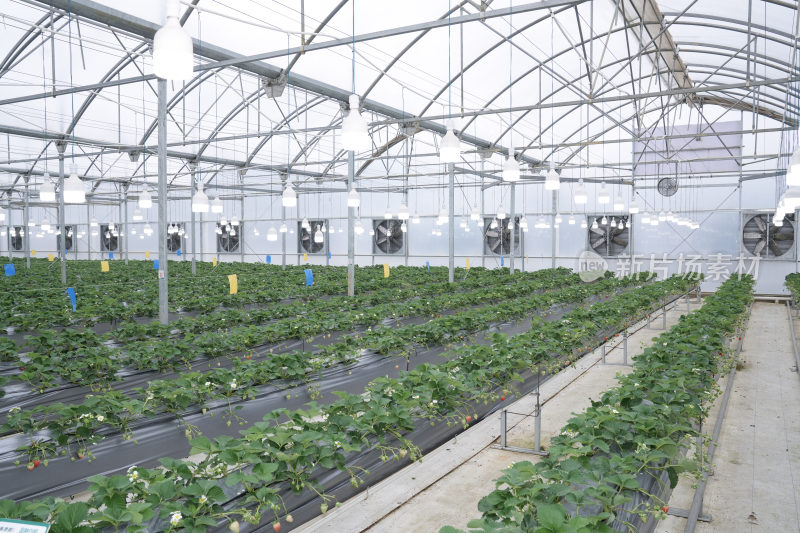 阳光大棚草莓种植园区科技产业园