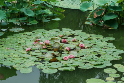 北京国家植物园睡莲