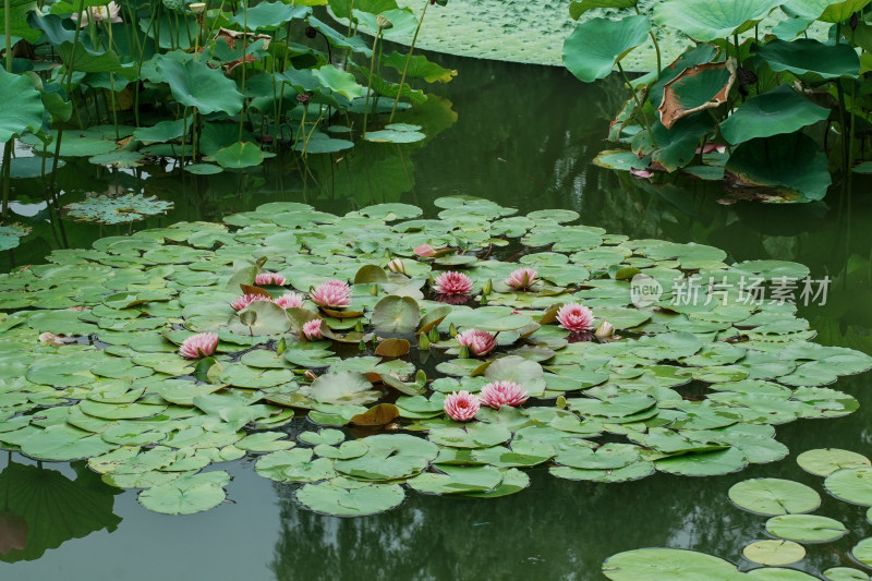 北京国家植物园睡莲