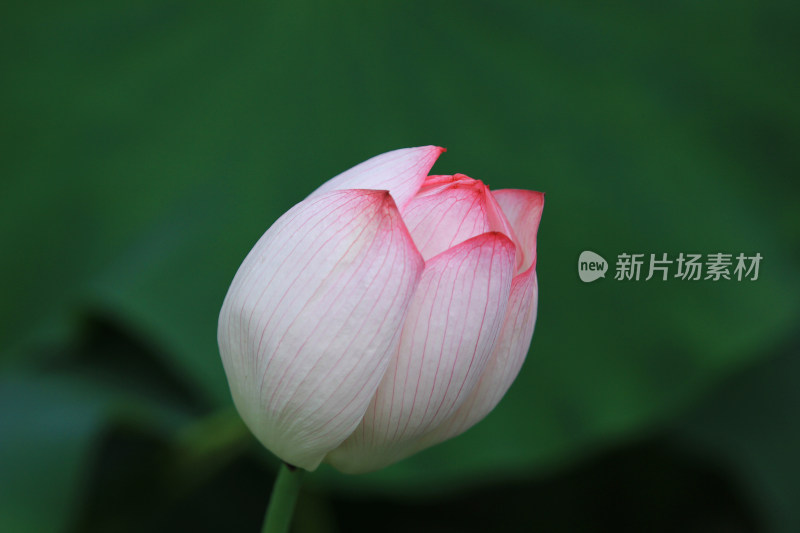 含苞待放的荷花花骨朵