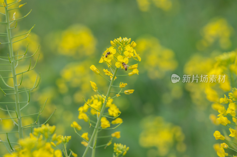 春天油菜花盛开