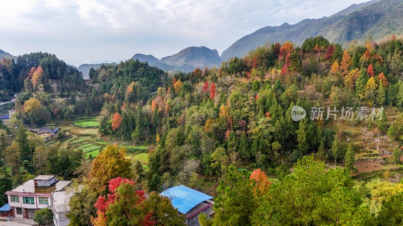 重庆酉阳：雾中枫叶红似火