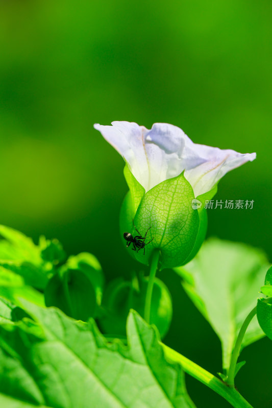 绿叶上的紫色花朵与蚂蚁