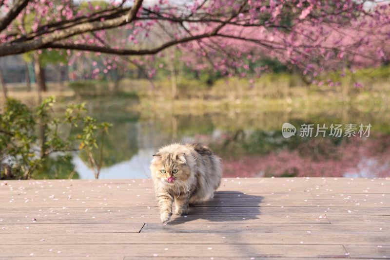 一只梅花树下行走的金吉拉