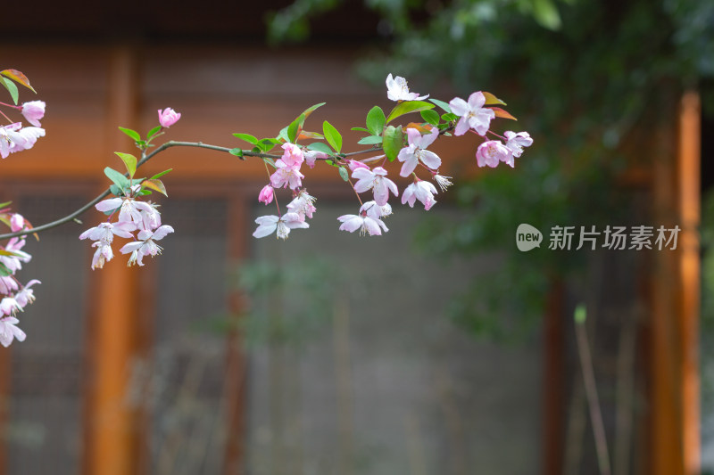 杭州曲院风荷枝头绽放的海棠花特写