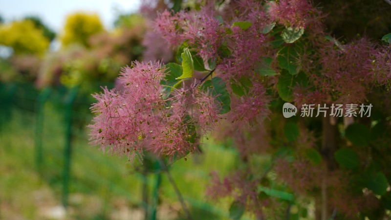 花草植物素材——黄栌花