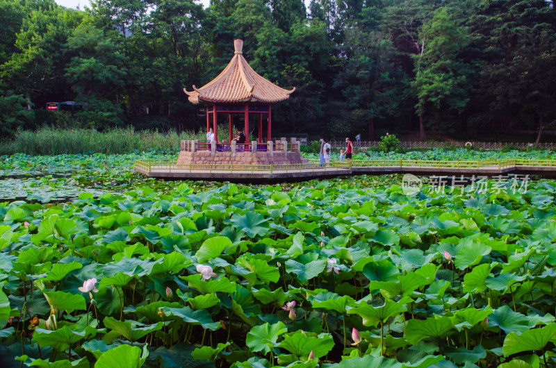 青岛中山公园的小西湖夏季风景